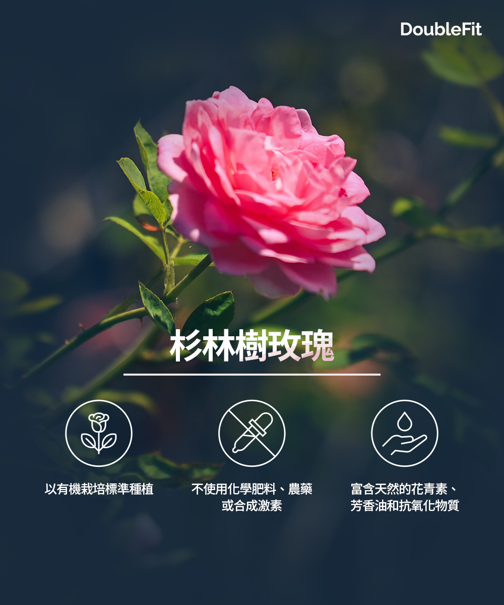 提提研 DoubleFit 杉林樹玫瑰