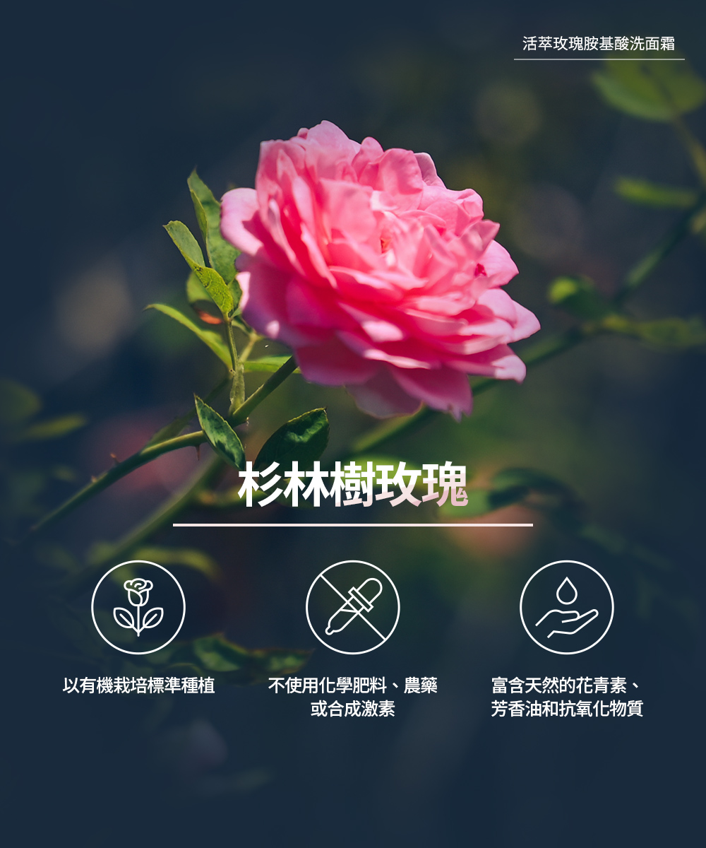 提提研 DoubleFit 杉林樹玫瑰